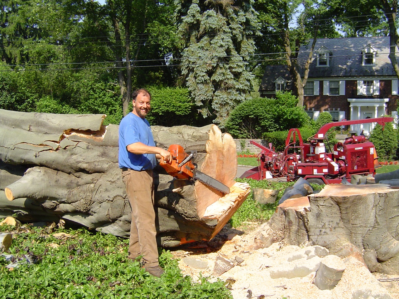 what-equipment-do-you-use-to-cut-down-trees-yardyum-garden-plot